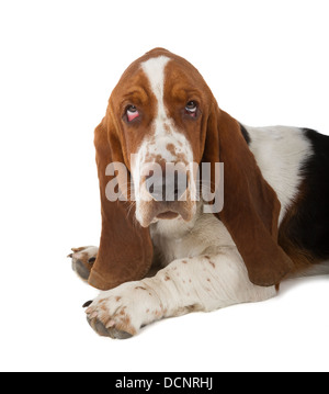 Basset Hound isoliert auf weißem Hintergrund Stockfoto