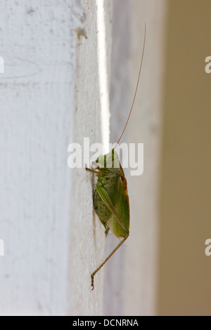 Tettigonia Cantans, männliche Grashuepfer auf Gebäudewand, Finnland Europa Stockfoto