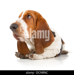 Basset Hound isoliert auf weißem Hintergrund Stockfoto