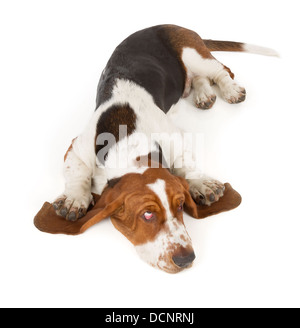 Basset Hound isoliert auf weißem Hintergrund Stockfoto