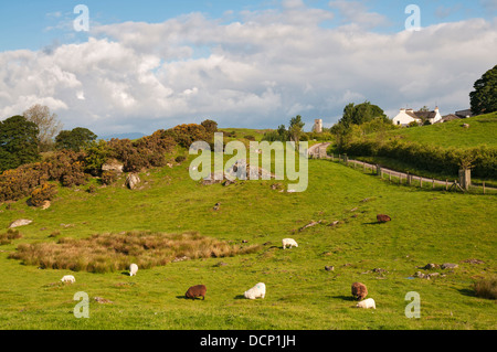 Großbritannien, England, Cumbria, Seenplatte, Ganove, Gauner Hall Farm Bed and Breakfast, Bauernhof Schafe Rinder Stockfoto