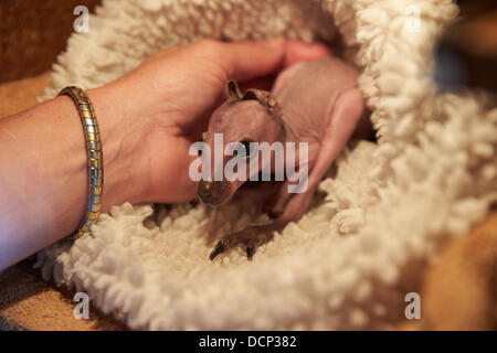 Baby Parma Wallaby "E.T" sitzt in einem Ersatz-Beutel in Klingenbach, Deutschland, 16. August 2013. Das Tier der Mutter das Babykänguru ausgetrieben und nun Biga Kruse wirft das Tier in ihr eigenes Wildgehege. Foto: THOMAS FREY Stockfoto