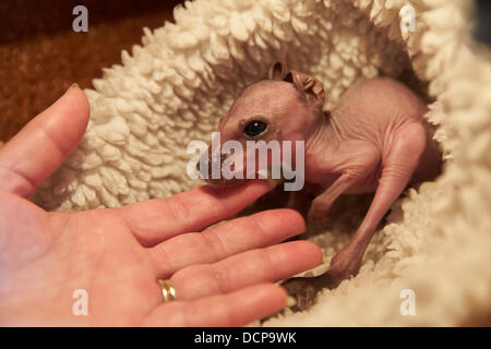 Baby Parma Wallaby "E.T" sitzt in einem Ersatz-Beutel in Klingenbach, Deutschland, 16. August 2013. Das Tier der Mutter das Babykänguru ausgetrieben und nun Biga Kruse wirft das Tier in ihr eigenes Wildgehege. Foto: THOMAS FREY Stockfoto
