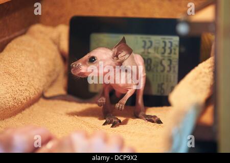 Baby Parma Wallaby "E.T" sitzt vor einem digitalen Thermometer innerhalb von einem Züchter in Klingenbach, Deutschland, 16. August 2013. Das Tier der Mutter das Babykänguru ausgetrieben und nun Biga Kruse wirft das Tier in ihr eigenes Wildgehege. Foto: THOMAS FREY Stockfoto
