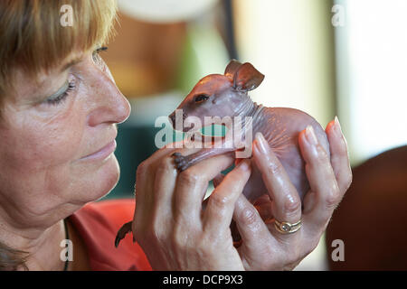 Baby Parma Wallaby "E.T" befasst sich mit Biga Kruse in Klingenbach, Deutschland, 16. August 2013. Das Tier der Mutter das Babykänguru ausgetrieben und nun Biga Kruse wirft das Tier in ihr eigenes Wildgehege. Foto: THOMAS FREY Stockfoto