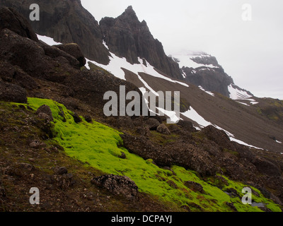 Grünes Moos auf Flanken des Dyrfjallstindur, Island Stockfoto