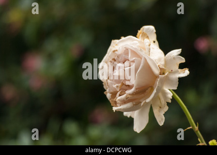 Verblasst rosa Rose Stockfoto