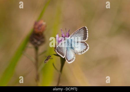 Chalkhill Blue Butterfly, Polyommatus Coridon, Fütterung auf Flockenblume mit kleinen Biene, Barnack Hügel und Löcher, Cambridgeshire, Großbritannien Stockfoto