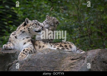 Snow Leopard Cub, 16 Wochen alt, mit seiner Mutter Stockfoto