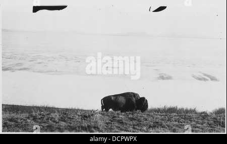 Büffel am Straßenrand in der Nähe von Yellowstone Lake. --292845 Stockfoto