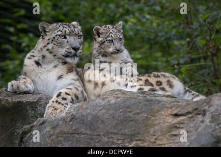 Snow Leopard Cub, 16 Wochen alt, mit seiner Mutter Stockfoto