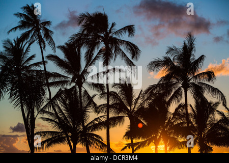 Palm Tree Silhouetten bei Sonnenuntergang am Strand von Kaimani, hawaiische Insel von Oahu Stockfoto