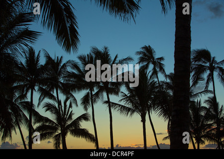 Palm Tree Silhouetten bei Sonnenuntergang am Strand von Kaimani, hawaiische Insel von Oahu Stockfoto