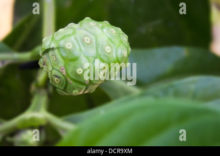 Morinda Citrifolia oder Noni Frucht von Thailand häufig verwendet in Gesundheitsgetränke Stockfoto