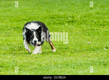 Schwarz / weiß arbeitenden Border Collie Schäferhund in einem Feld bei Mirfield Agricultural Show 2013 Stockfoto