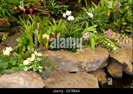 Orchideen, Durban Botanic Gardens, Durban, Südafrika Stockfoto