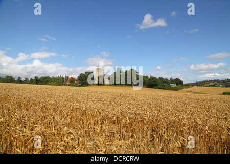 Weizen Felder UK Horsmonden Kent England GB Stockfoto