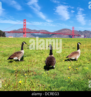 Gänse von der Brücke Stockfoto