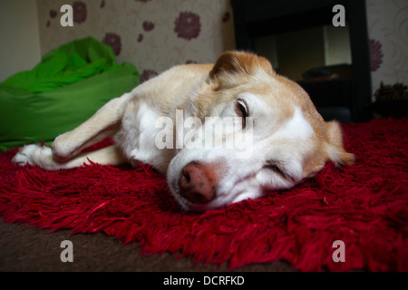 Mischling Hund schlafen auf Teppich Stockfoto