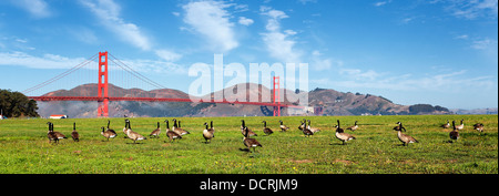 Panorama Gänse Stockfoto