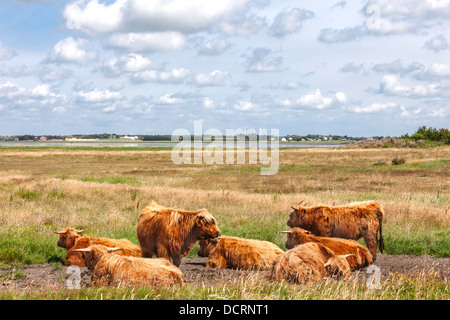 Kuhherde Hereford ruht in einer klaren Wiese Stockfoto