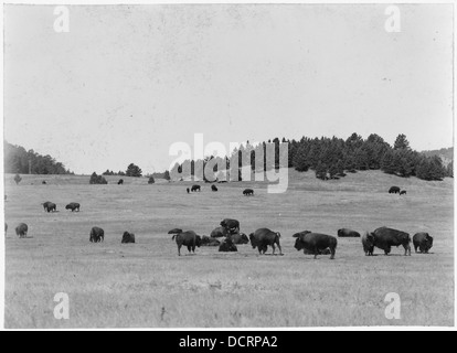 Eine Büffelherde grast über das offene Gelände und veranschaulicht einen wichtigen Aspekt der nordamerikanischen Tierwelt und die traditionellen Lebensräume dieser Tiere. Stockfoto