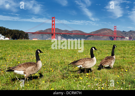 Gänse und Golden Gate Bridge Stockfoto