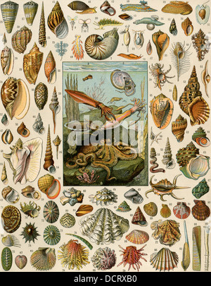 Sorten von Muscheln, Jakobsmuscheln, Muschel, Muschel, Schnecke, und squid. Farblithographie Stockfoto