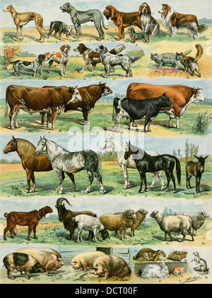 Hunde, Katzen, Rinder, Pferde, Ziegen, Schafe, Schweine und andere domestizierte Tiere. Farblithographie Stockfoto