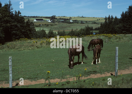 Pferde auf der Weide, New Glasgow, Prince Edward Island PEI Kanada Stockfoto