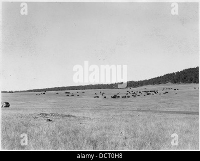 Eine Büffelherde weidet über eine weite, offene Landschaft. Büffelherden sind ein ikonisches Symbol für die amerikanische Tierwelt und das Prärie-Ökosystem, das historisch mit den Great Plains verbunden ist. Stockfoto