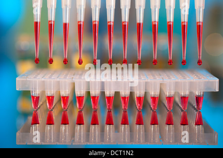 DNA-Analyse: Laden von Reaktionsgemisch in 96-Well-Platte mit m Stockfoto