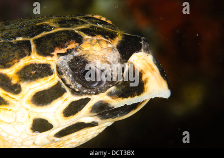 Falken Rechnung Schildkröte Gesicht Detail unter Wasser dicht Porträt Stockfoto