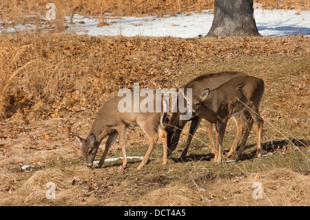 White-tailed doe mit Rehkitze im späten Winter, Pennsylvania. Digitale Fotografie Stockfoto