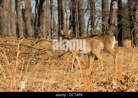 Weißwedelhirsche im späten Winter, Pennsylvania. Digitale Fotografie Stockfoto
