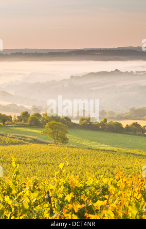 Weinberge in der Nähe von Vezelay im Burgund während einer nebligen Morgendämmerung. Stockfoto