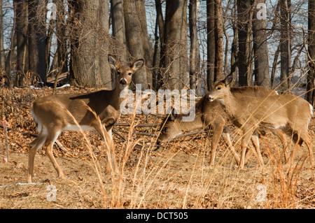 White-tailed doe mit Rehkitze im späten Winter, Pennsylvania. Digitale Fotografie Stockfoto