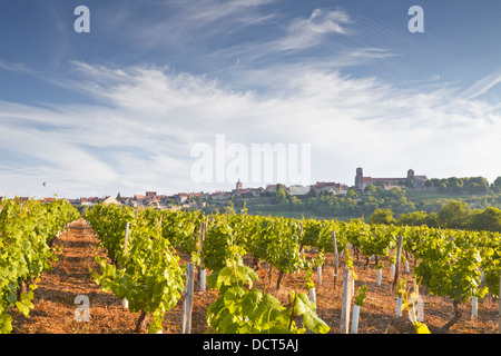 Weinberge unterhalb der Bergkuppe Dorf von Vezelay im Burgund. Stockfoto