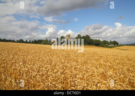 Erntezeit Horsmonden Kent England UK Stockfoto