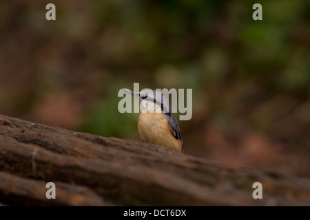 Kleiber, europäisch, Kleiber, Sitta Europea, Peterborough, UK Stockfoto