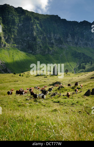 Rinder/Kühe/Stiere in Combe de Graydon am Fuße des Gebirges Roc d ' Enfer, Alpenraum, Frankreich getrieben wird. Stockfoto