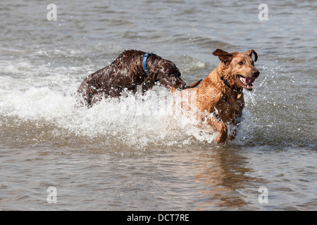 Zwei Hunde spielen im Wasser am Strand Stockfoto