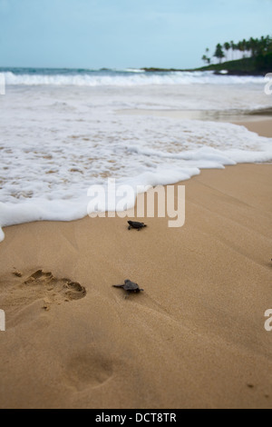 Baby-Schildkröten macht seinen Weg zum Meer Stockfoto