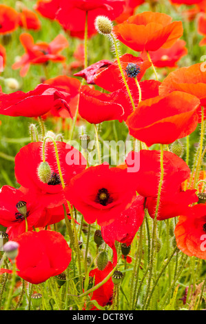 Mohnblumen in einer großen Mohnfeld im Sommer Stockfoto