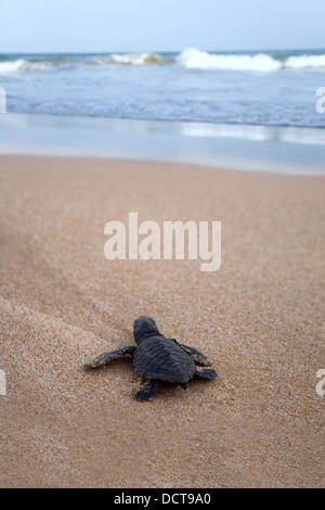 Frisch geschlüpfte Baby Karettschildkröte auf den Ozean Stockfoto