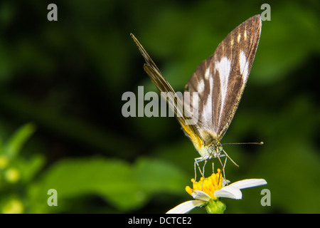 Fütterung auf kleine Blume Schmetterling Stockfoto