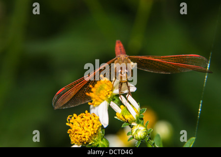 Libelle auf einer Blume Lilie Stockfoto