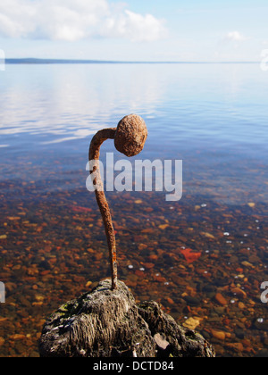 Gebogene Nagel in den alten Haufen auf dem See Stockfoto