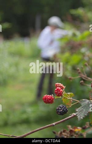 Nahaufnahme von Reifen rote und violette Brombeeren mit einer unscharfen Person sammeln sie in der Nähe Stockfoto