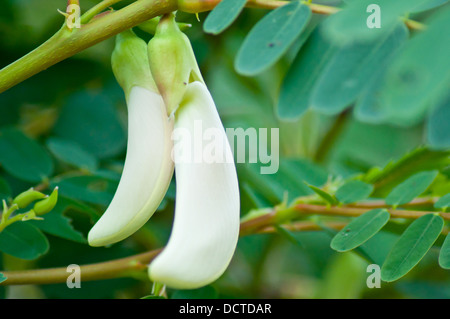 Humming Bird Sesban Agasta Blume für Lebensmittel Stockfoto